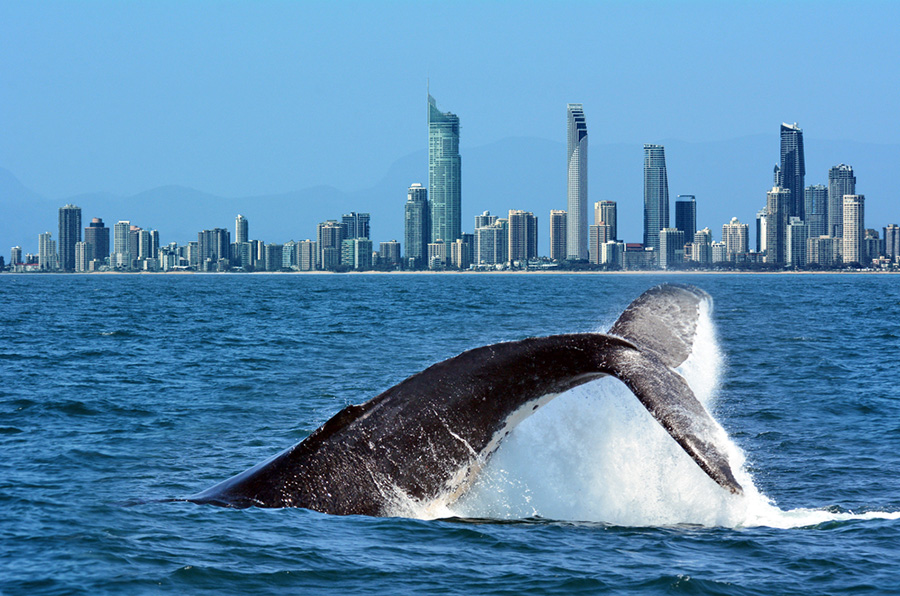 Whale Watching On The Gold Coast’s Humpback Highway